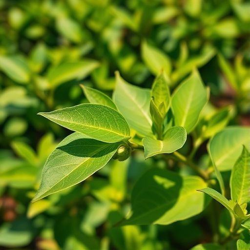 广州嫩茶新鲜茶叶